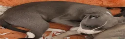 Whippet dogs for sale: Beautiful Whippet Puppies. - Advert 11