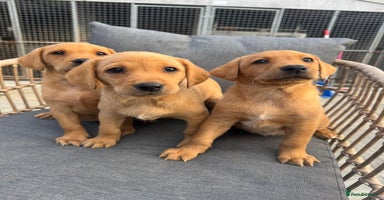 Labrador Retriever dogs - Advert 7