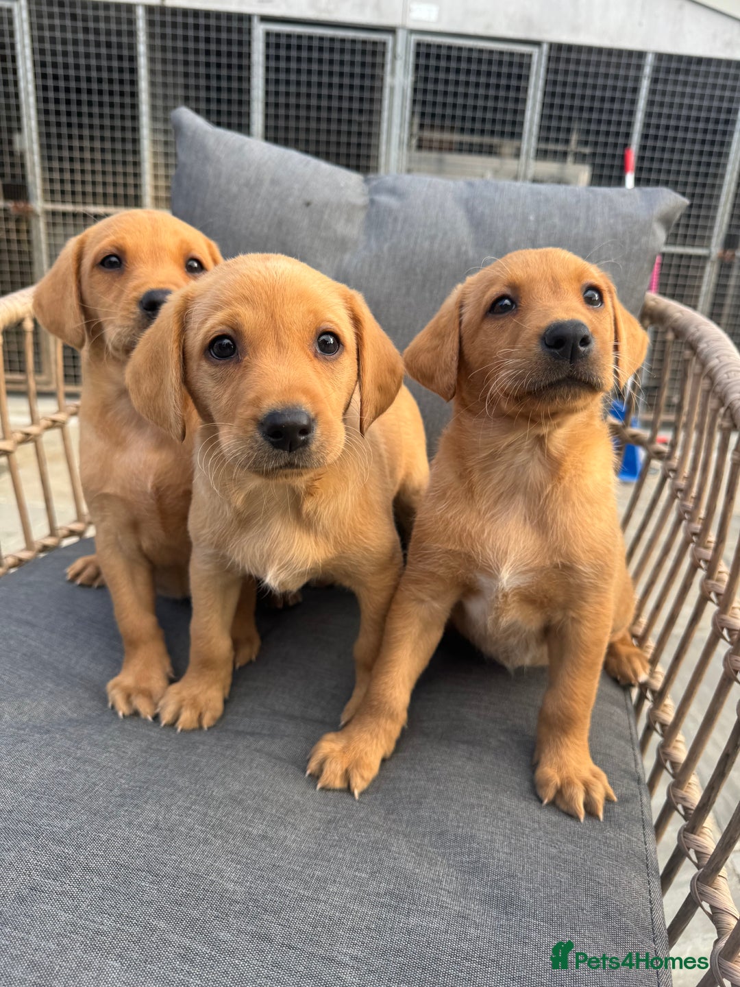 Labrador Retriever dogs for sale: Five ⭐️Council Registered Breeders litter of Labs - Image 2