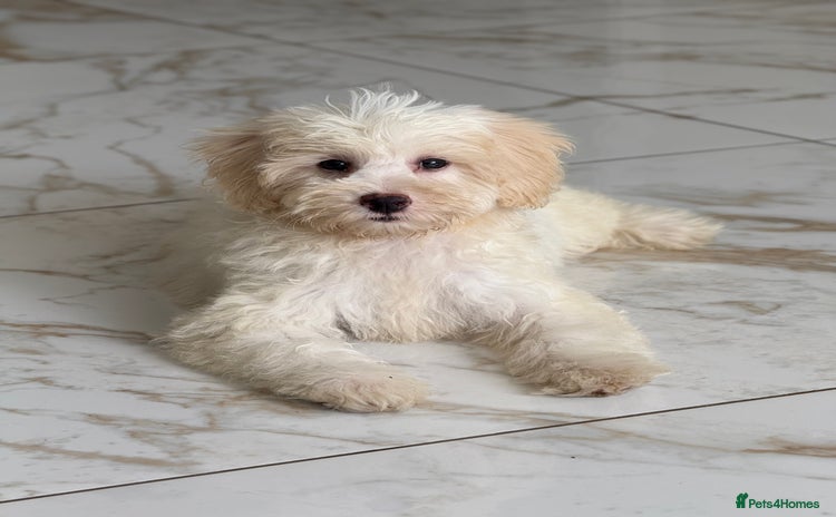 Cavapoo dogs in Southampton - Advert 12