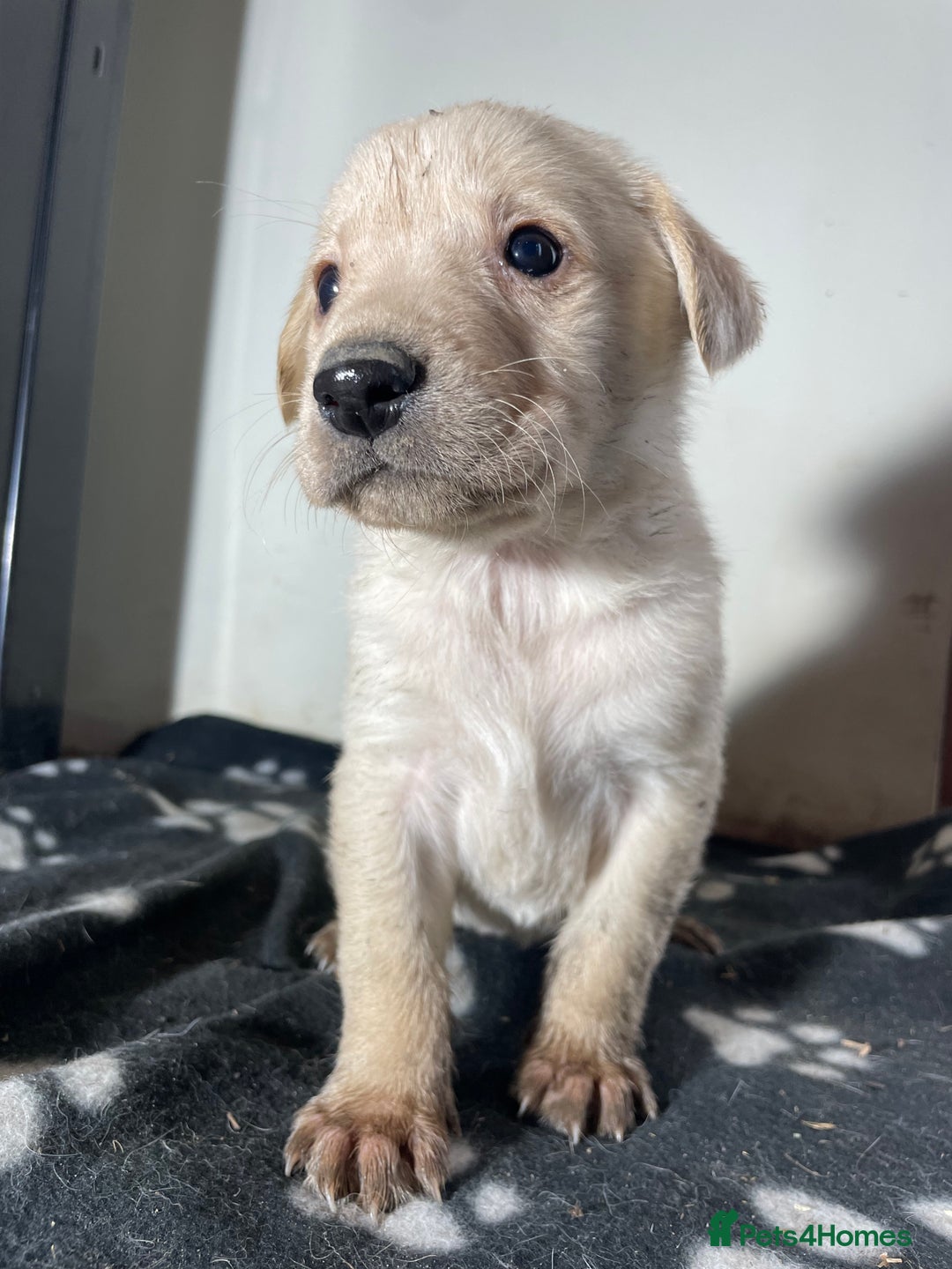 Labrador Retriever dogs for sale: Stunning chunky Labrador pups  - Advert 27