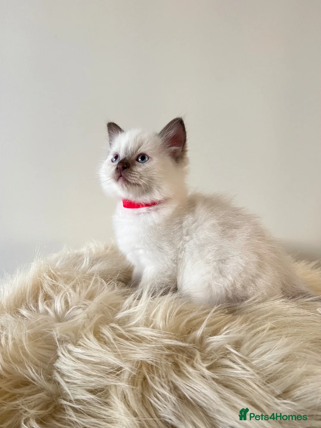 Ragdoll cats for sale: Beautiful Ragdoll Kittens – Ready To Reserve  - Advert 1