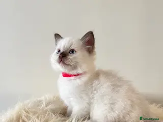 Ragdoll cats Beautiful Ragdoll Kittens – Ready To Reserve - Advert 1