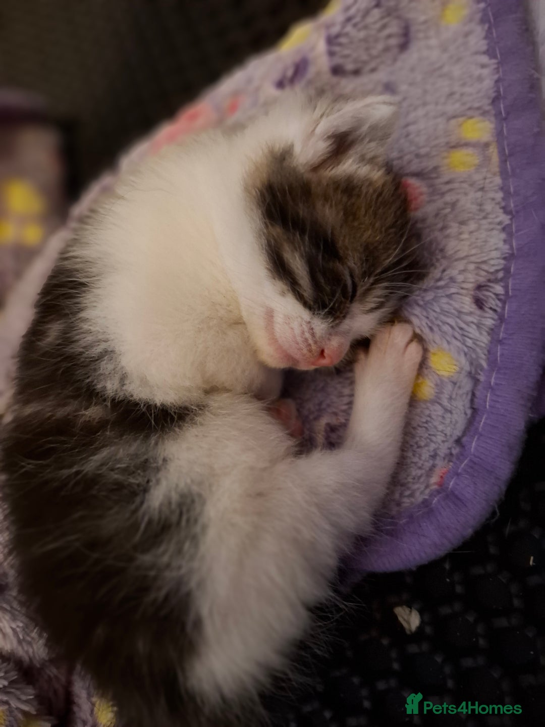 Mixed Breed cats for sale: Single kitten  - Advert 11