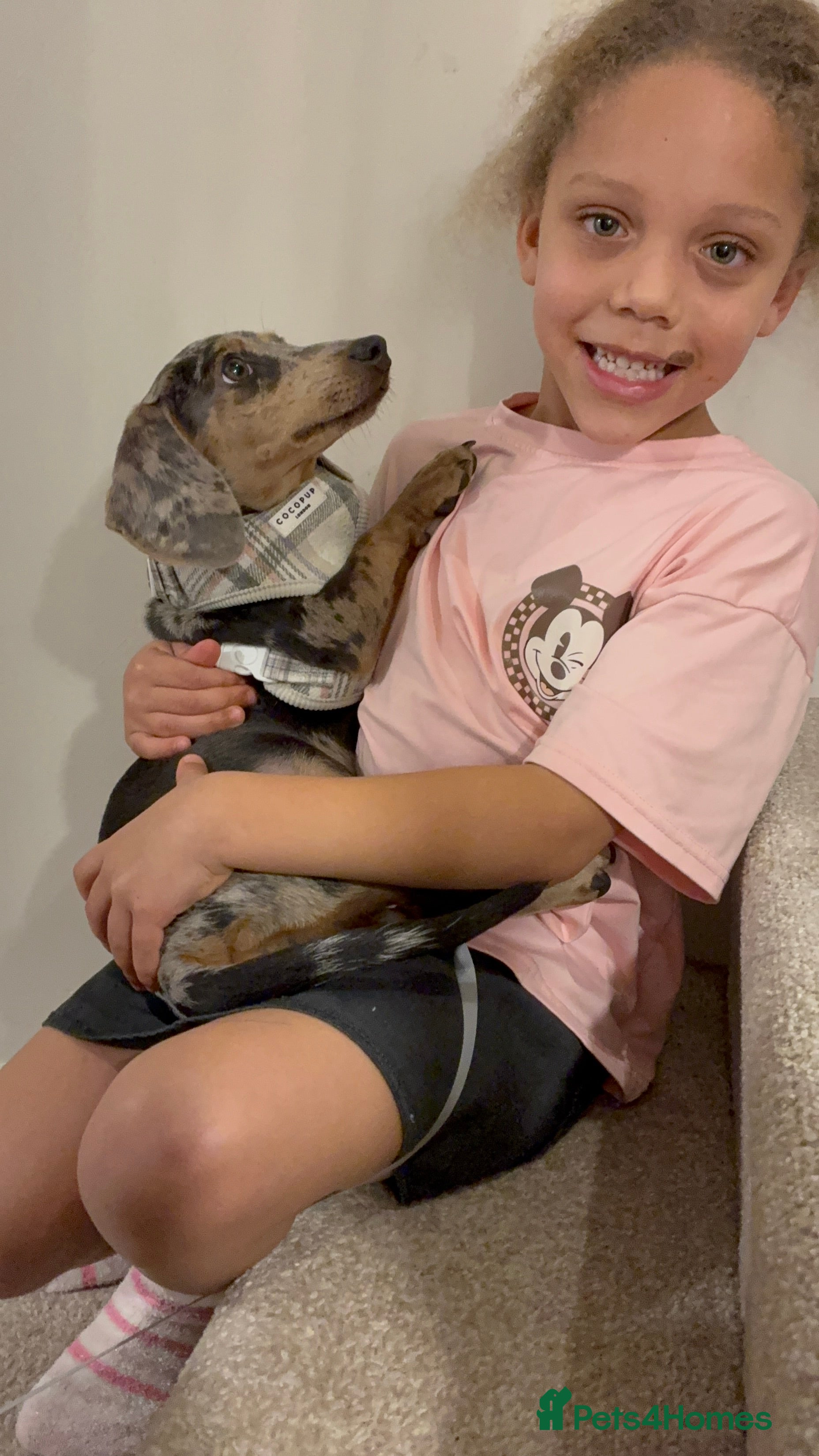 Miniature Dachshund dogs Miniature dachshund 5 months   - Advert 3