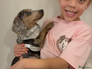 Miniature Dachshund dogs Miniature dachshund 5 months - Advert 7