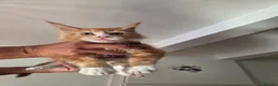 Maine Coon cats for sale: Maine Coon Kittens For Sale  - Advert 4