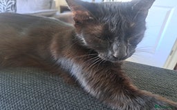 British Shorthair cats for sale: 8 week old Black kitten £30 - Image 2