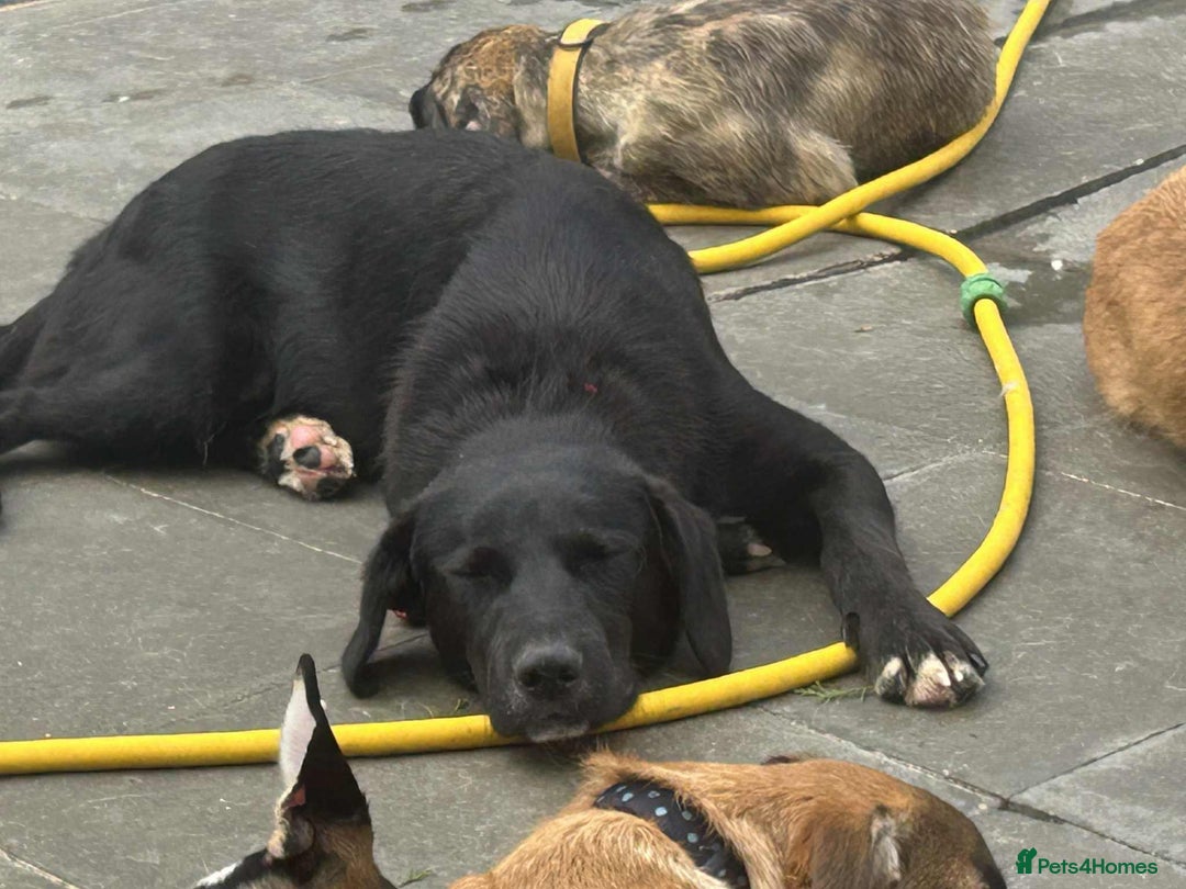 Mixed Breed dogs for adoption: Barney - Norwich norfolk  - Image 9