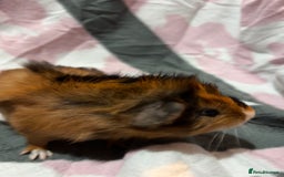 Guinea Pig rodents for sale: X3 baby girls x1 boy guinea pigs. - Image 10