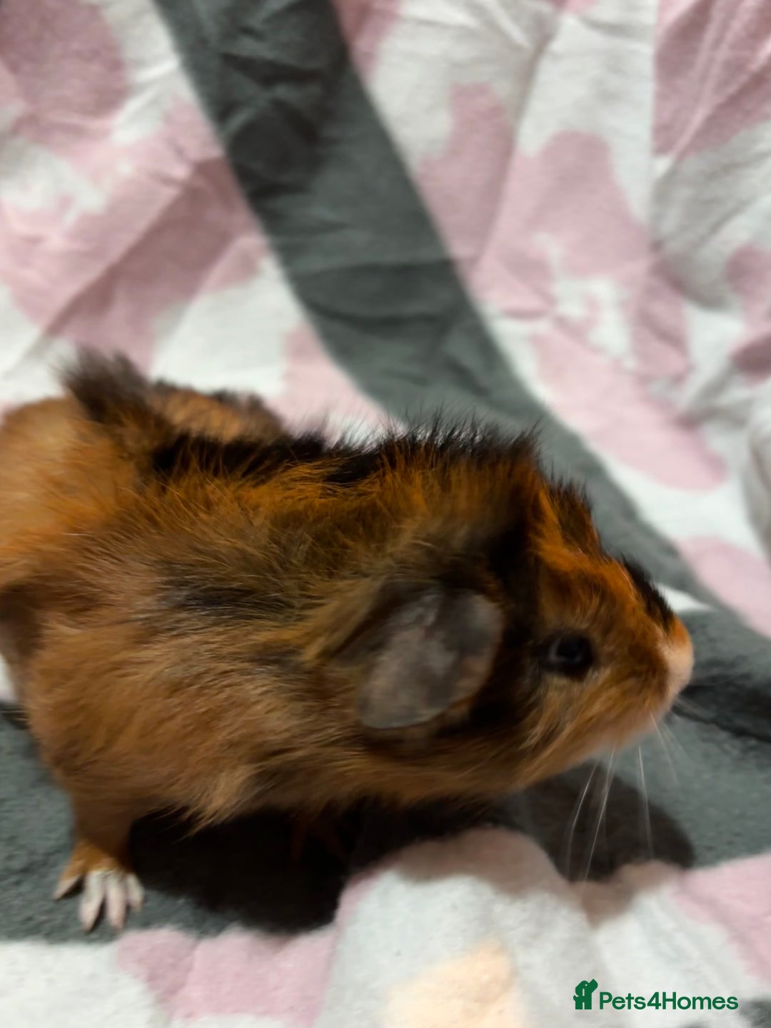 Guinea Pig rodents for sale: X3 baby girls x1 boy guinea pigs. - Image 10