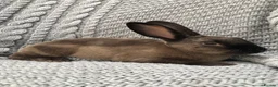Rex rabbits for sale: Beautiful velvet mini Rex & Rex rabbits - Advert 9