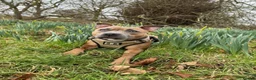 Staffordshire Bull Terrier dogs for sale: KC Blue Fawn Staffordshire Bull Terrier puppies in Glasgow - Advert 8
