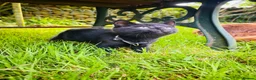Mixed Breed cats for sale: *READY NOW* 5 Beautiful, Confident Kittens - Advert 33