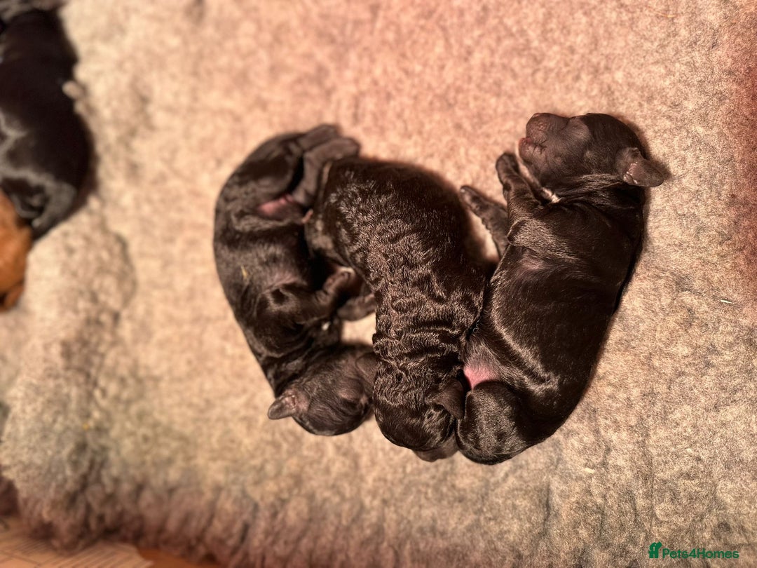 Cockapoo dogs for sale: Stunning f1b cockapoo's for sale  - Image 8