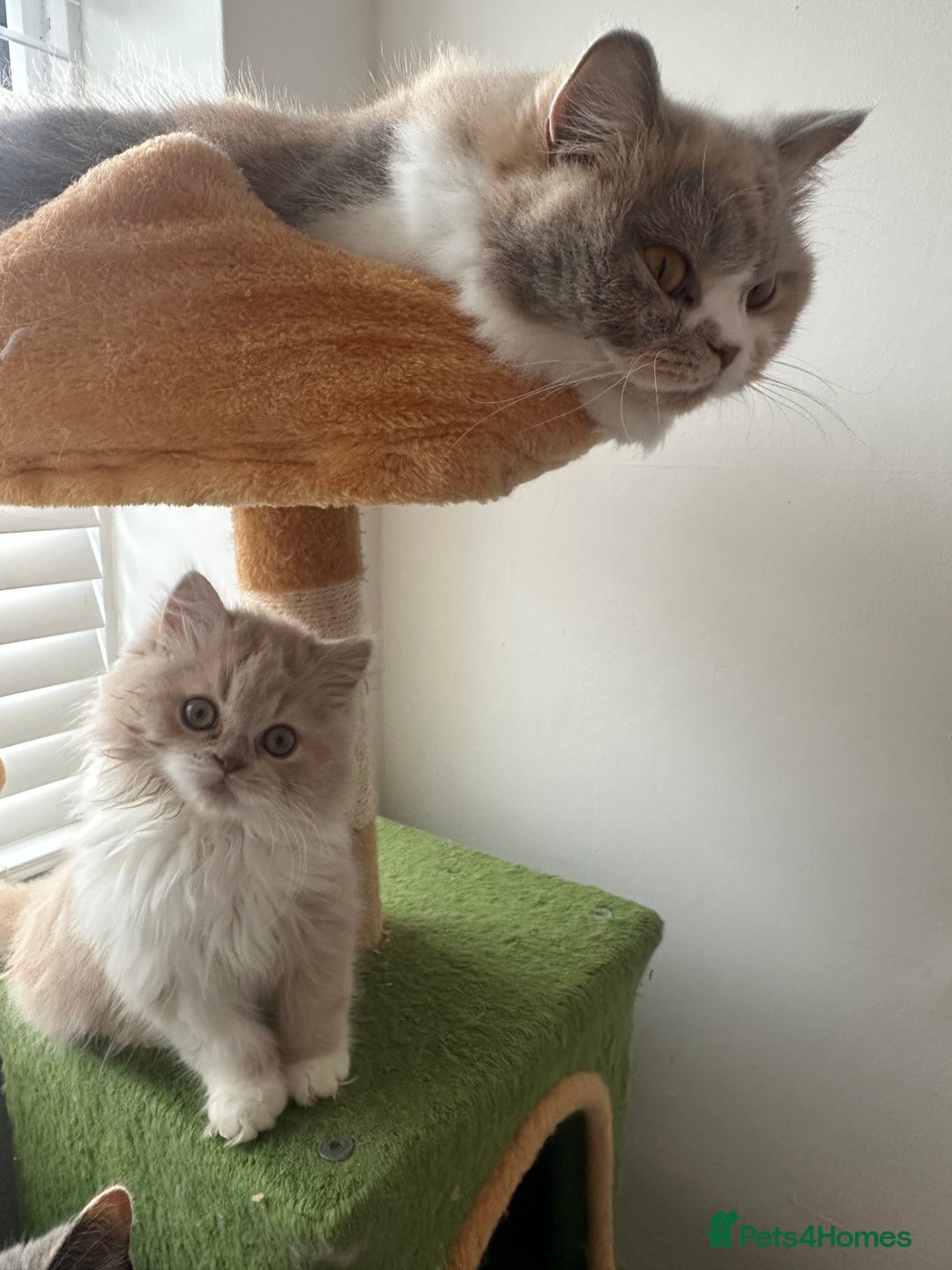 British Shorthair cats for sale:  🦁 Stunning BLH Lion Look alike READY NOW - Advert 13