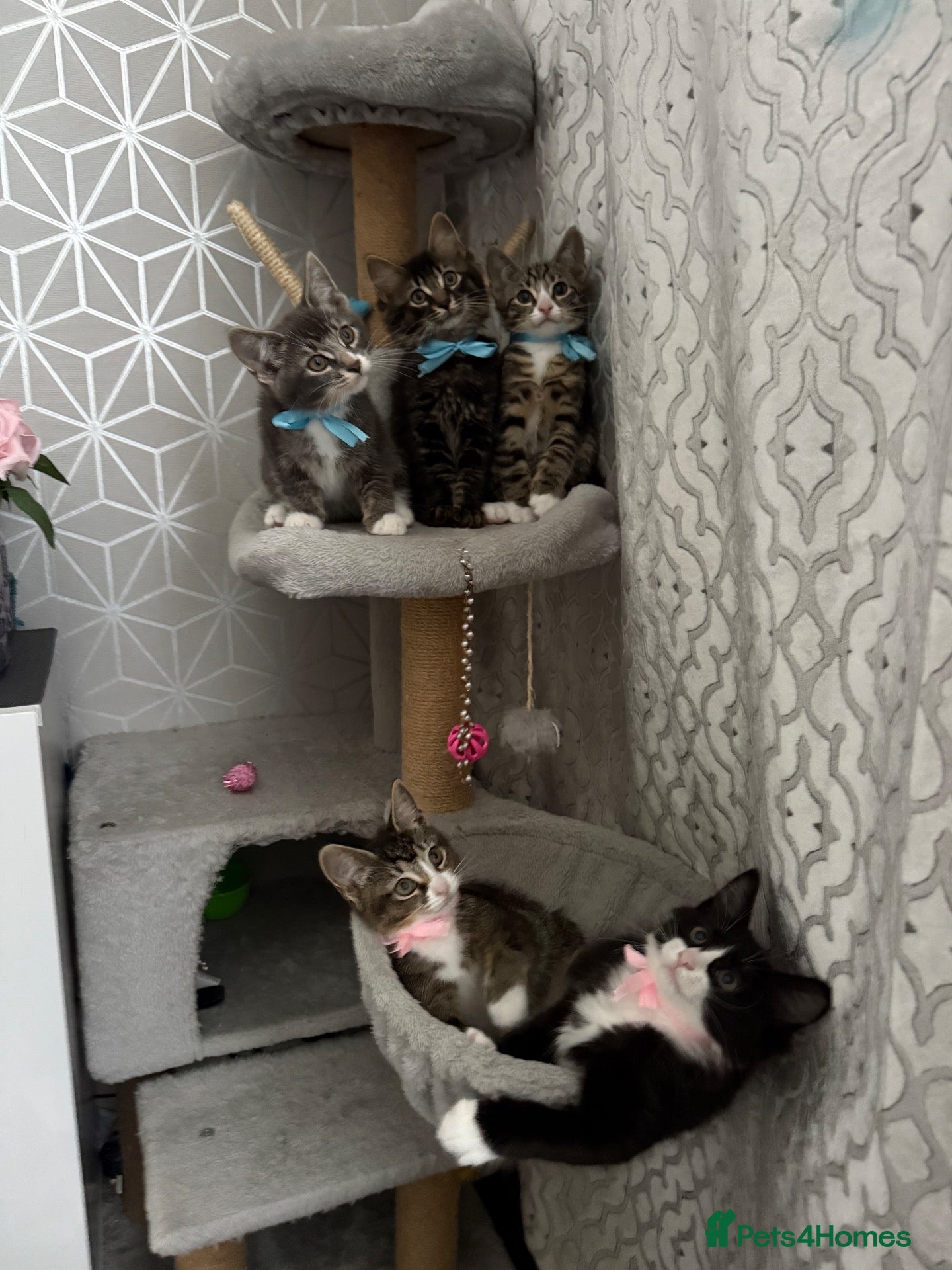 Mixed Breed cats for sale: British Longhair x Domestic shorthair kittens - Advert 2