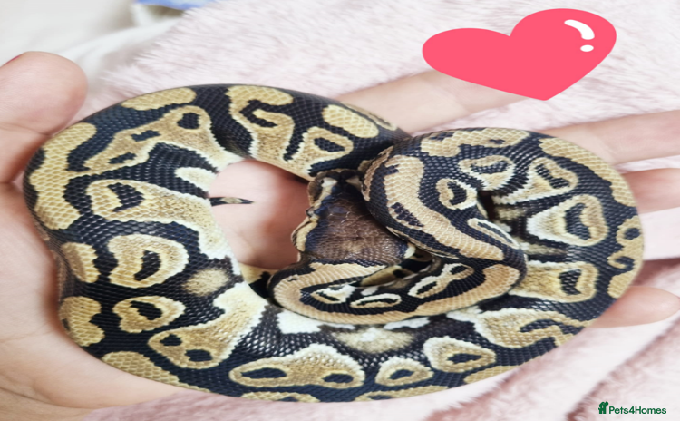 Python Snake reptiles - Advert 2