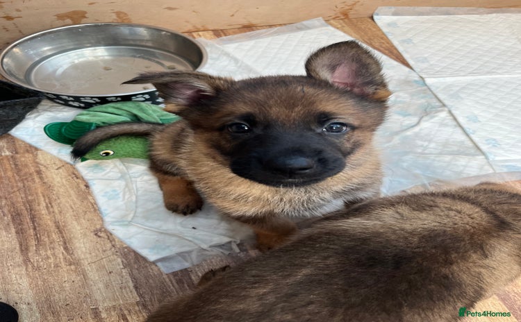 German Shepherd dogs - Advert 2