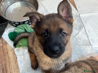 German Shepherd dogs **Last Puppy** KC German Shepherd Working line 🐶 - Advert 2