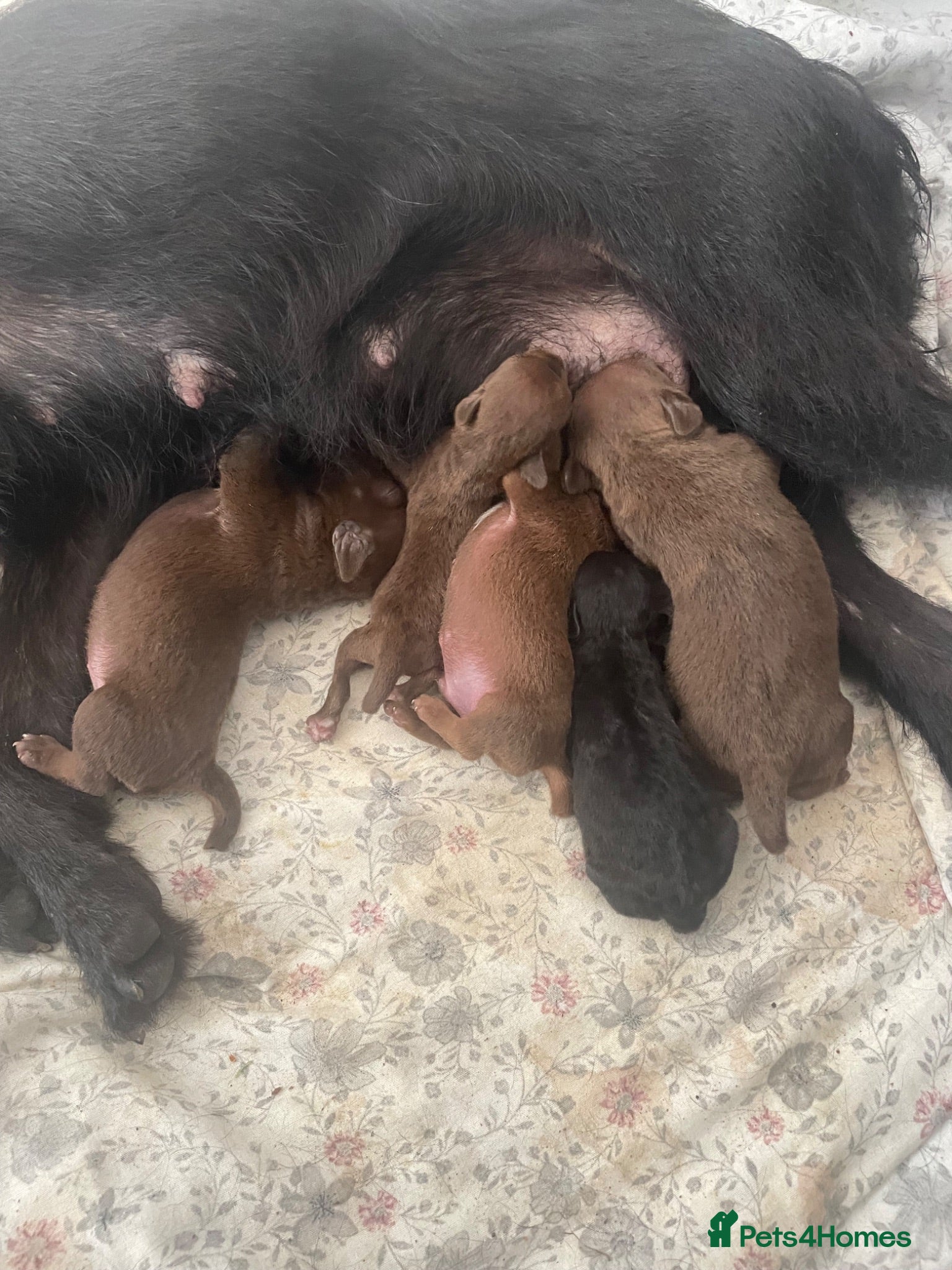 Patterdale Terrier dogs Beautiful patterdale puppies  - Advert 2