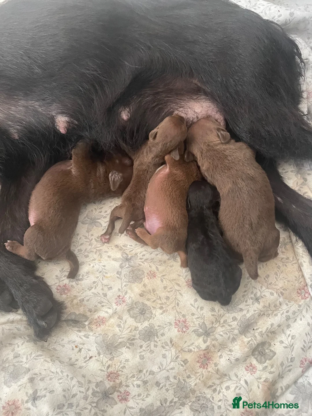 Patterdale Terrier dogs for sale: Beautiful patterdale puppies  - Advert 2
