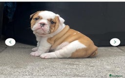 English Bulldog dogs for sale: Stunning Litter Of English Bulldog Puppies - Image 9