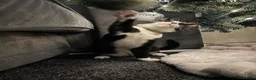 Mixed Breed cats for sale: Bingo - one year old black and white cat - Advert 4