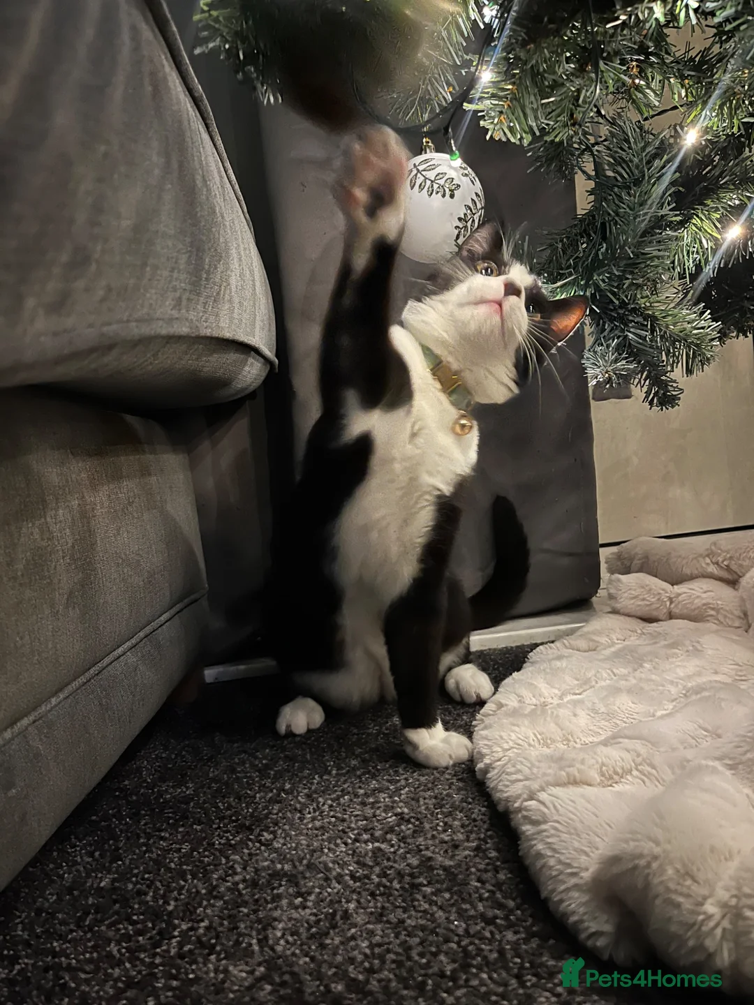 Mixed Breed cats for sale: Bingo - one year old black and white cat - Advert 4