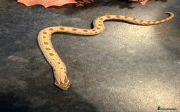 Snake reptiles for sale: Cb25 Hognose snakes AMAZING  - Image 8
