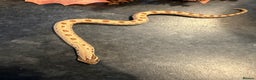 Snake reptiles for sale: Cb25 Hognose snakes AMAZING  - Advert 8