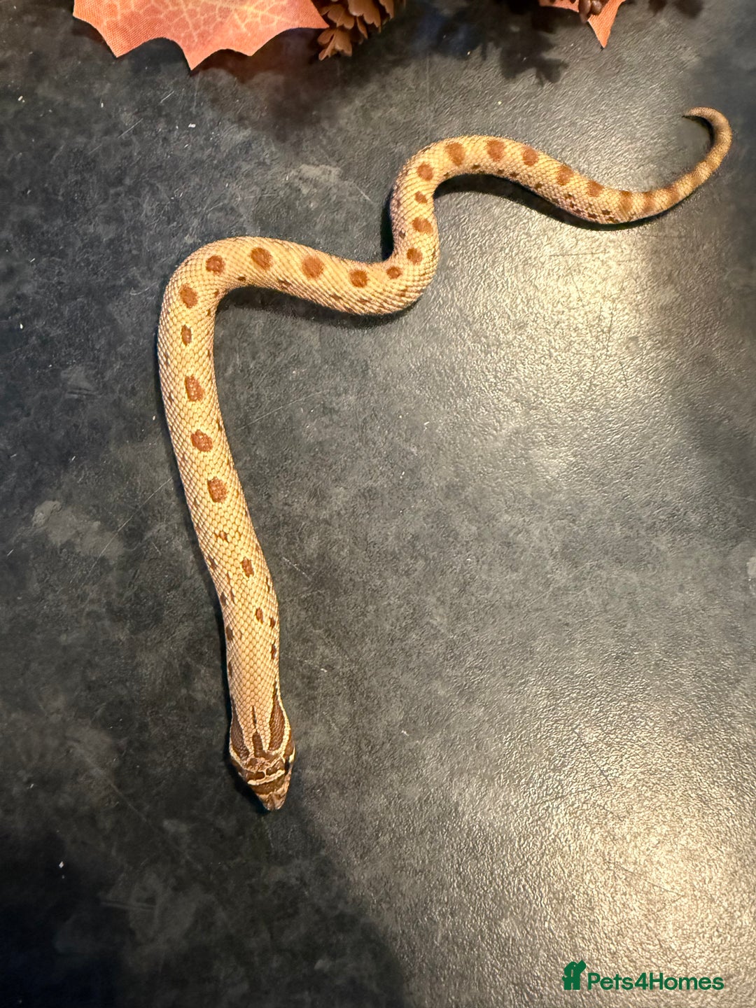 Snake reptiles for sale: Cb25 Hognose snakes AMAZING  - Image 8