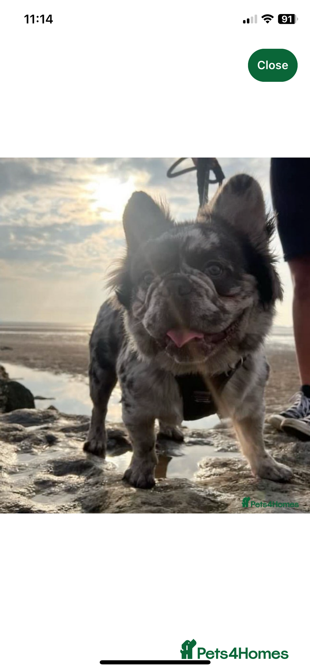 French Bulldog dogs for sale: ⭐️ KC Rope nose frenchies carrying fluffy ⭐️ - Image 14