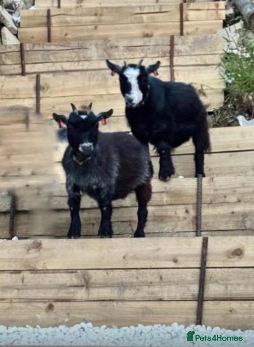 Goats livestock Registered Female Pygmy Goats  - Advert 2