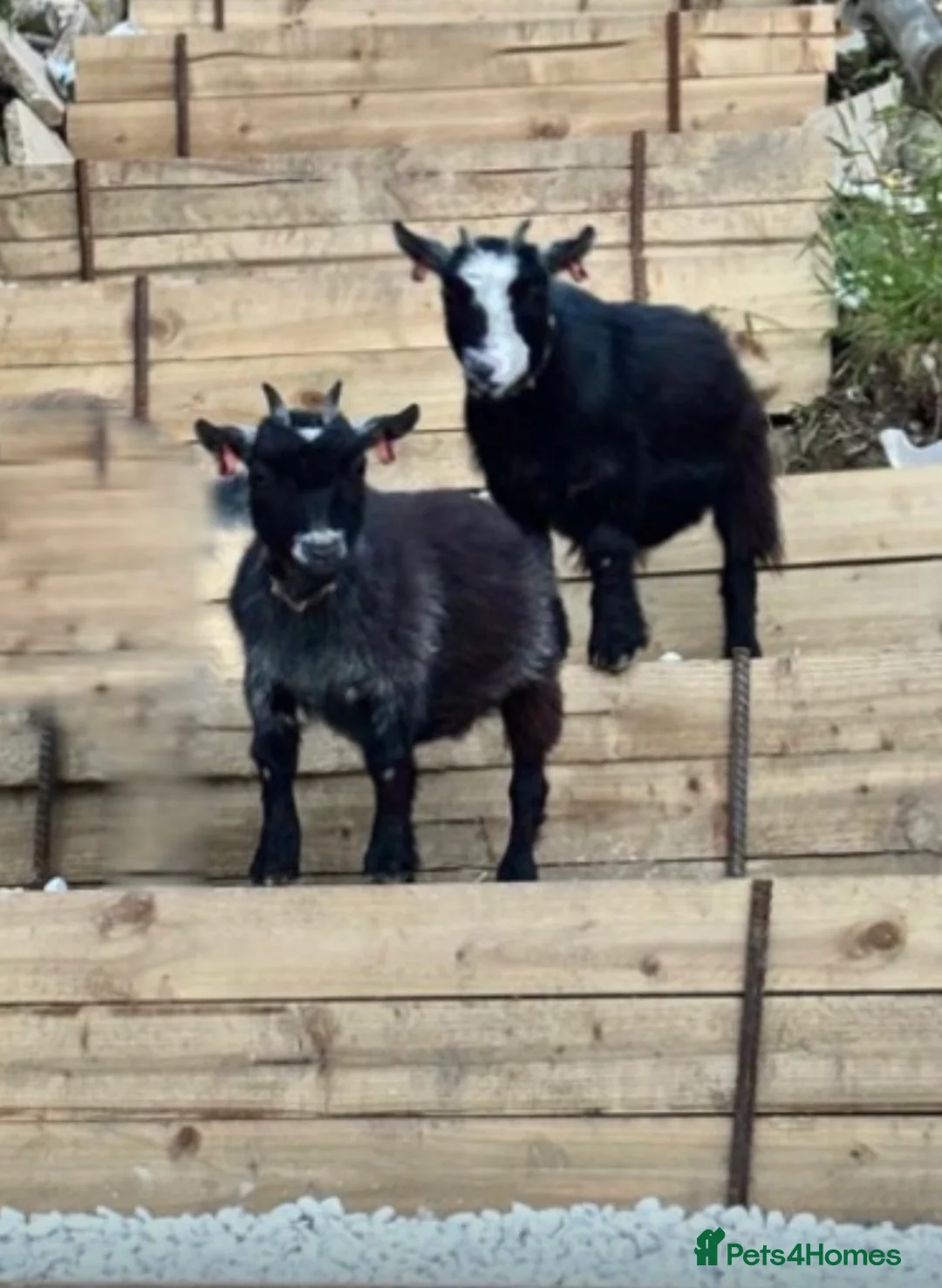 Goats livestock for sale: Registered Female Pygmy Goats  - Advert 1