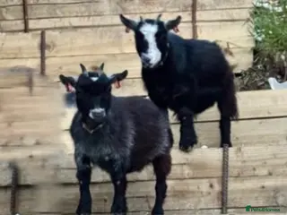 Goats livestock Registered Female Pygmy Goats - Advert 2