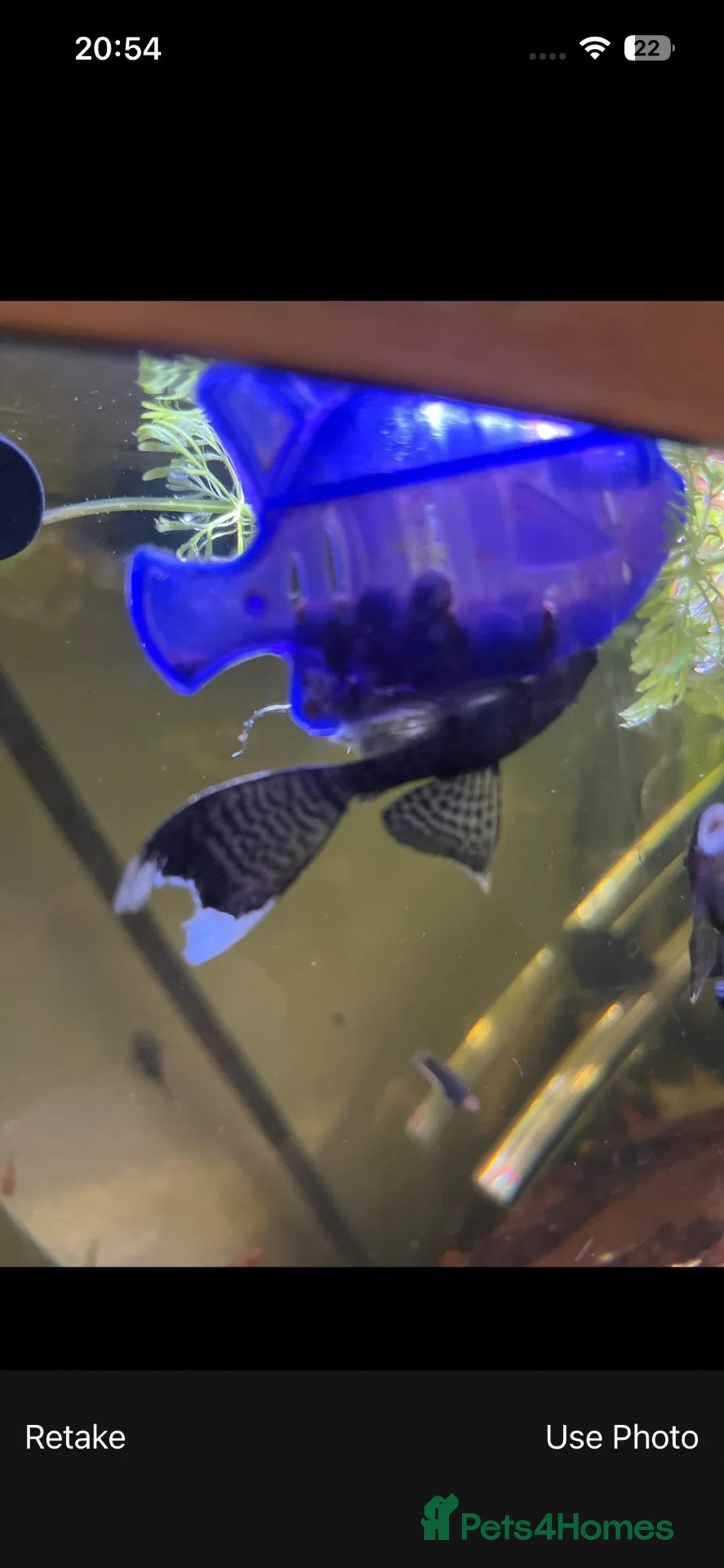 Plecos fish for sale: LONGFIN Brown Bristlenose - Advert 5