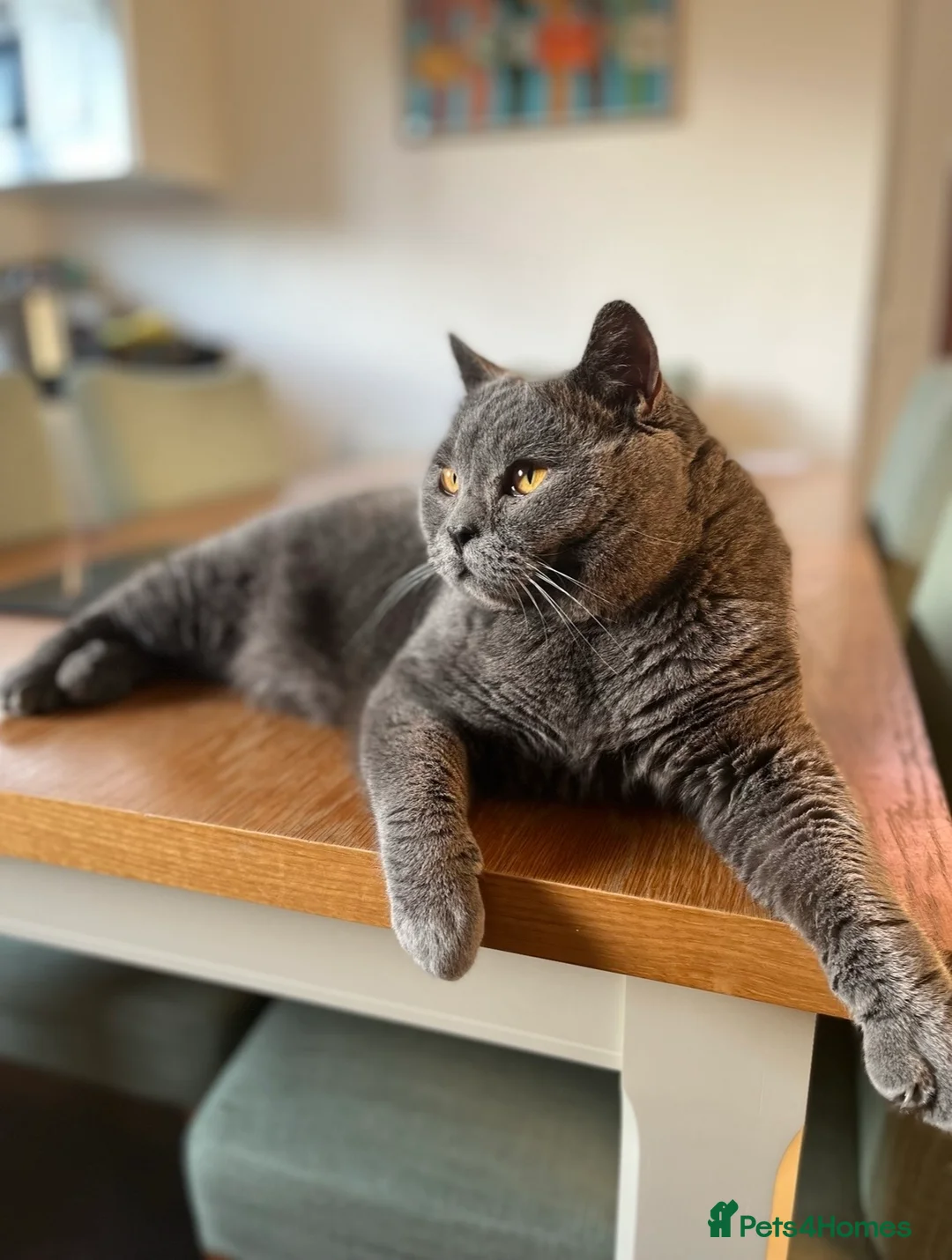 British Shorthair cats for sale: British shorthair Cat  - Advert 1