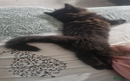 Turkish Angora cats for sale: Beautiful Fluffy Kittens Looking for Loving Homes - Image 18