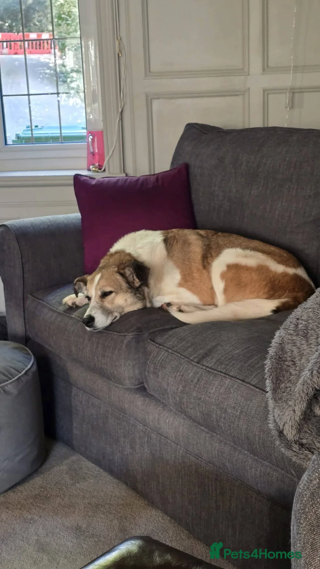 Mixed Breed dogs for adoption: Meet Marnie, currently residing in Devon in Honiton - Advert 14