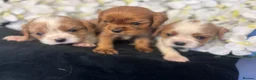 Cavalier King Charles Spaniel dogs for sale: Last one - Ready to go - Beautiful KC Registered  - Advert 11