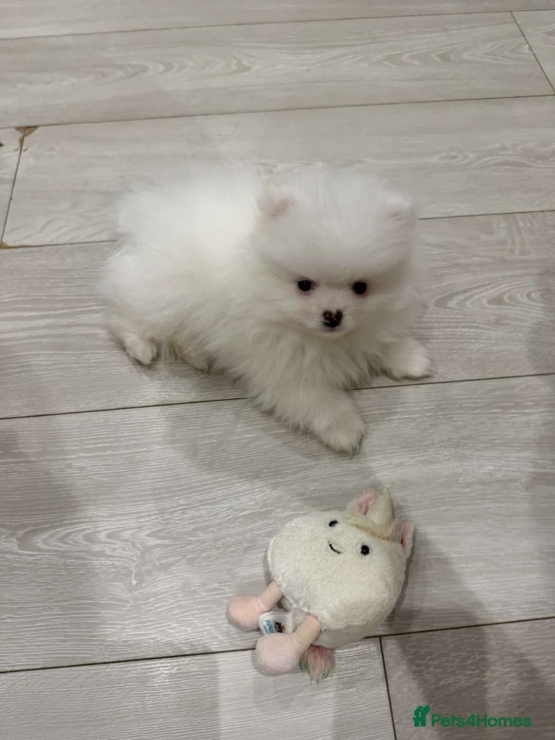 Pomeranian dogs for sale: 1 white pure bred pomerainian puppy left! - Advert 7