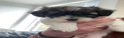 Shihpoo dogs for sale: Two Super Cute Shihpoo Pups For Sale  - Advert 12