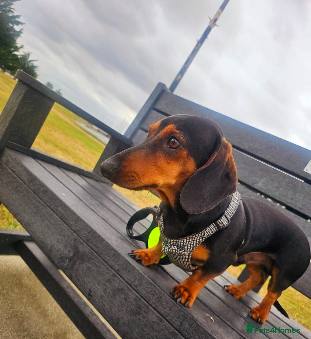 Dachshund dogs for sale: Beautiful Miniature Dachshund - Advert 2