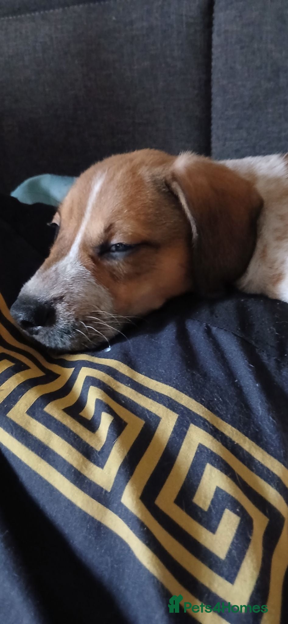 Mixed Breed dogs Cockerpoo x puppies ready for there forever home - Advert 13