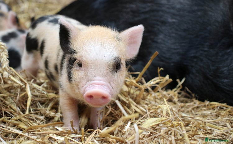 Pig livestock - Advert 1