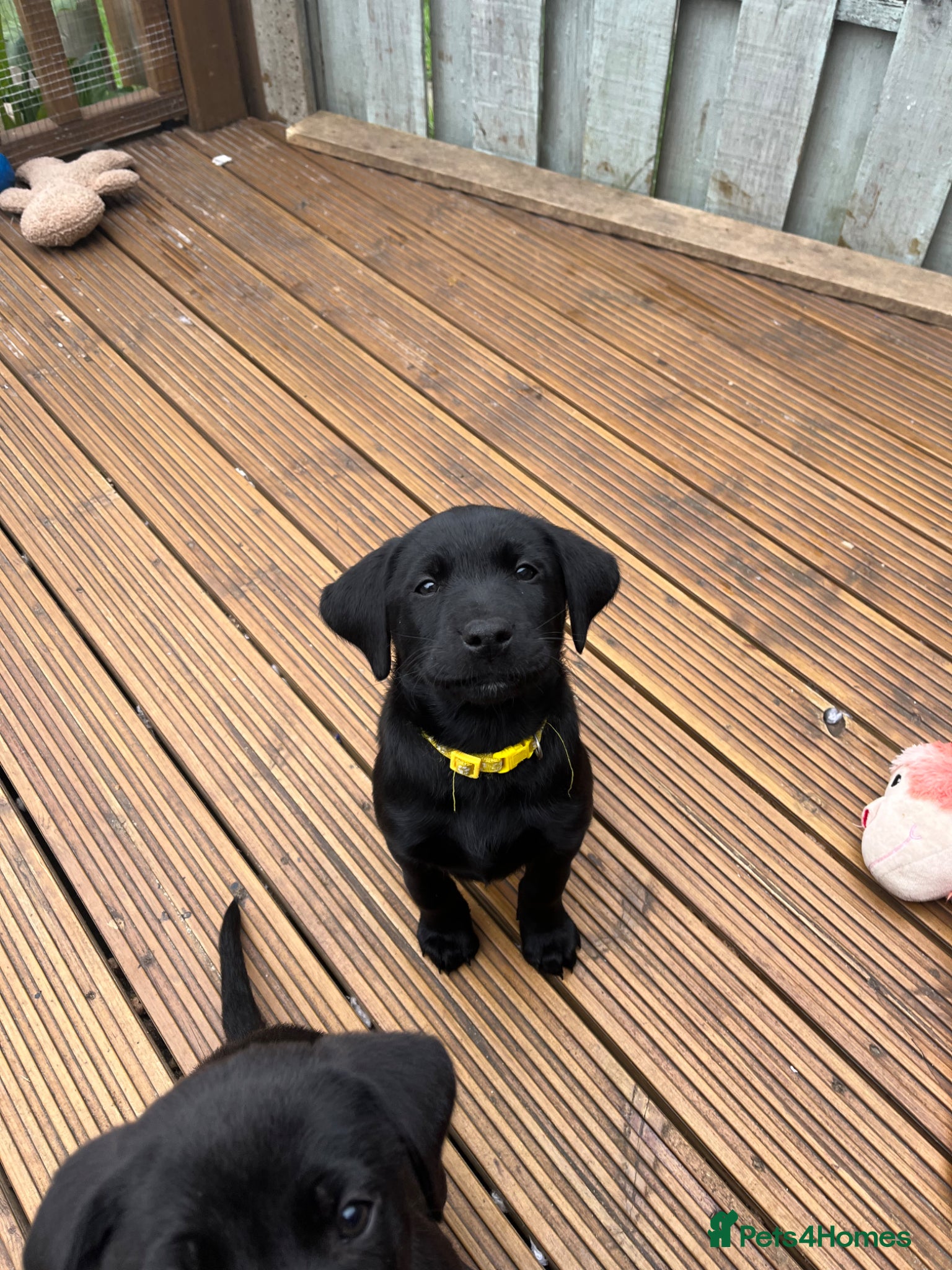 Borador dogs Borador puppies  - Advert 1