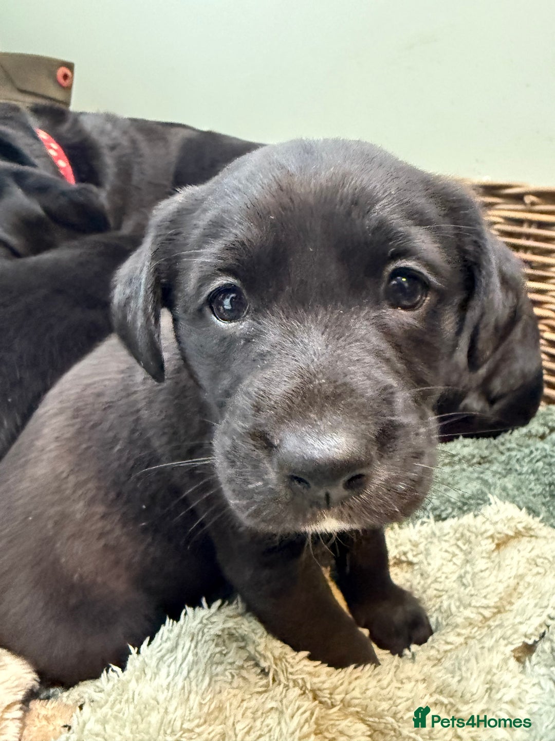 Mixed Breed dogs for sale: Labrador cross collie - Advert 9