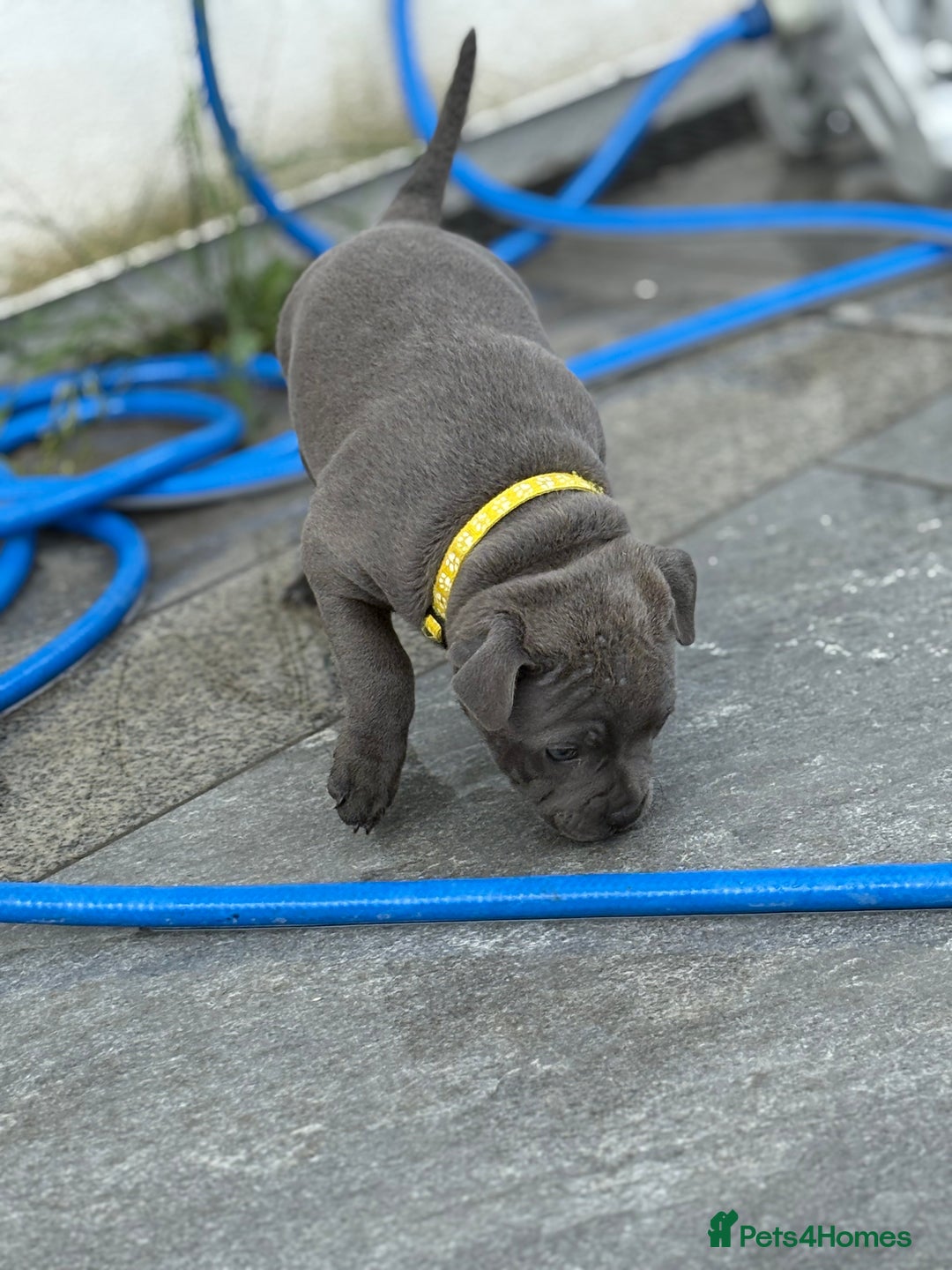 Staffordshire Bull Terrier dogs for sale: REDUCED * Kc registered Staffordshire blue terrier - Image 39