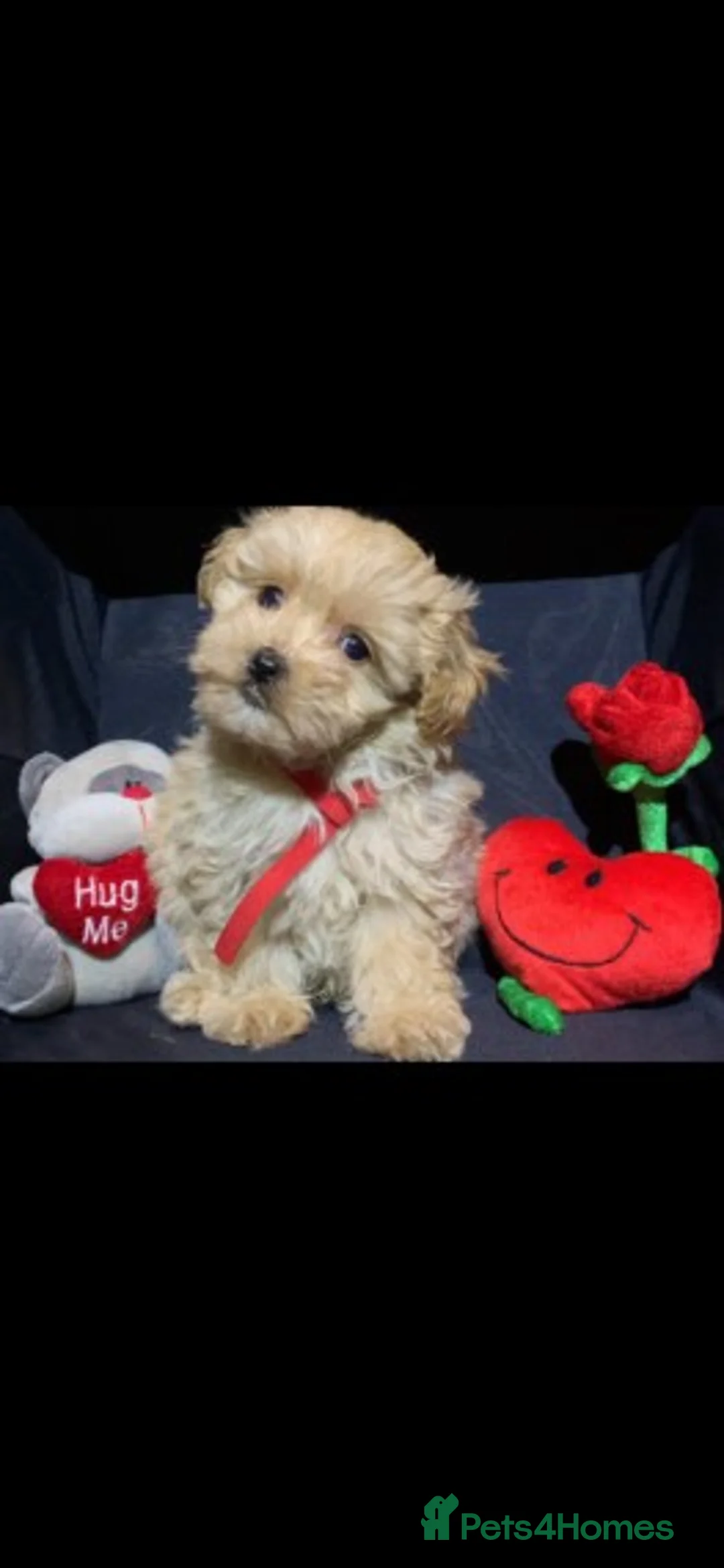 Toy Poodle dogs for stud: Extensively DNA Health Tested Deep Red Toy Poodle in Mansfield - Advert 10